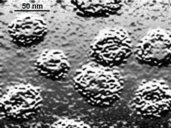 em_of_pap_virus_2c_basal_tissue_grafted_to_mouse1