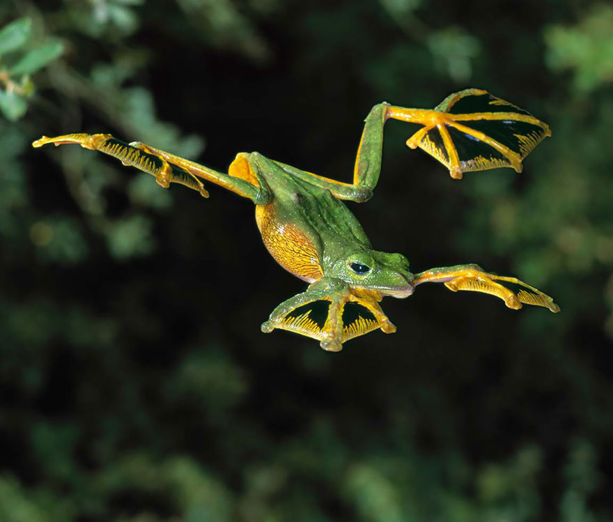 frog-photography-13__880-1