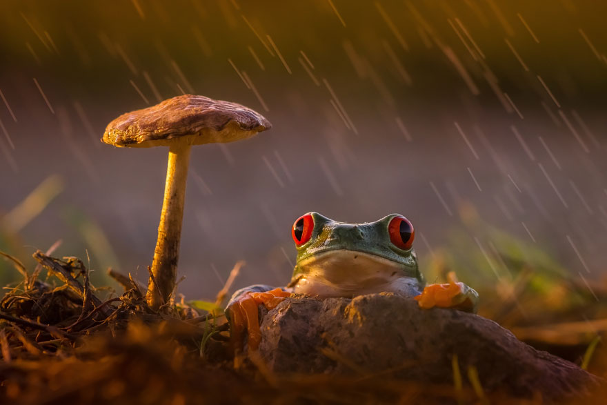 frog-photography-19__880