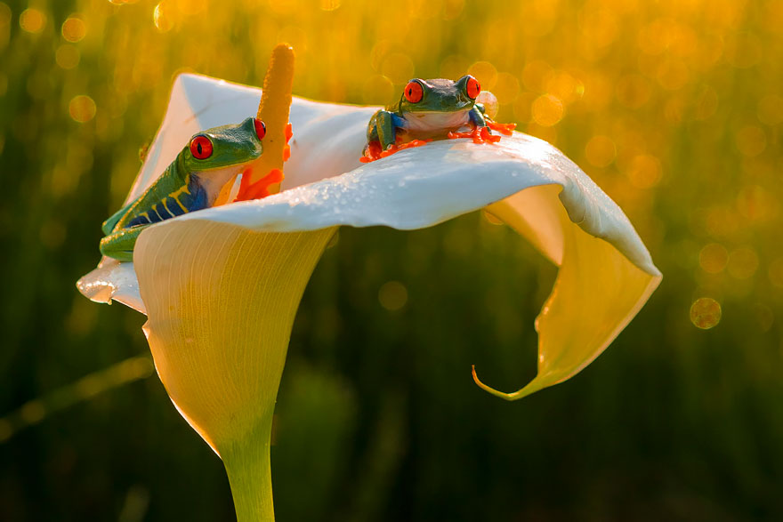 frog-photography-24__880