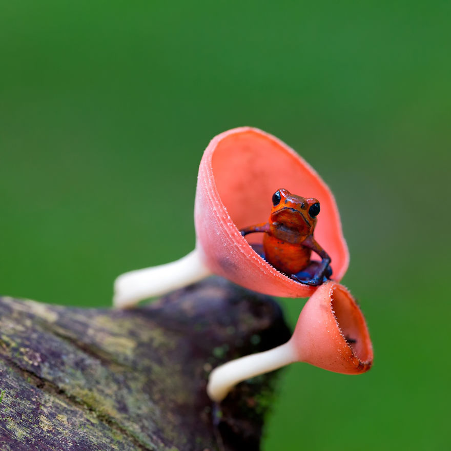This tiny frog is also known as the strawberry poison arrow frog.  The adults are between 2 and 2.5 cm long (3/4-1 inch).  The males are very territorial and patrol it defending it from other mating or calling males, non-breeding males, and of course females, are allowed in.  The fights between males can last up to 20 minutes with the males standing on their back legs and wrestling chest to chest.  The loser is not killed but retreats from the victors territory.