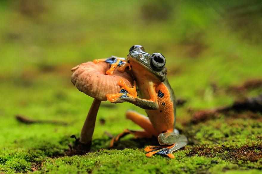 frog-photography-8__880