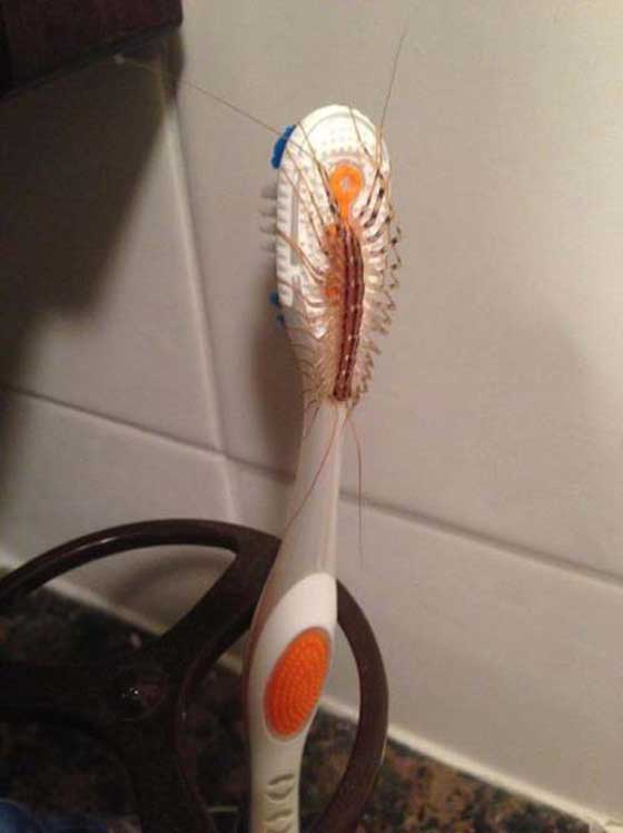 funny-nope-bug-toothbrush
