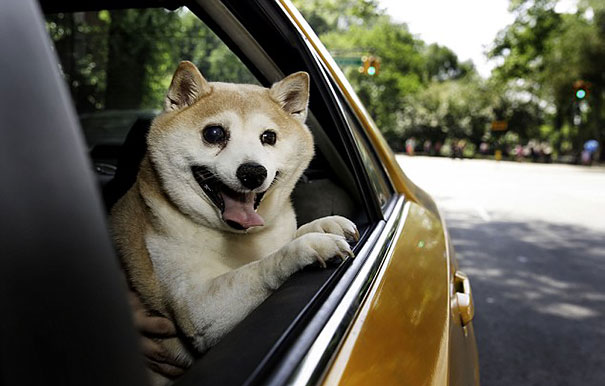happiest-smiling-dog-shiba-inu-cinnamon-4