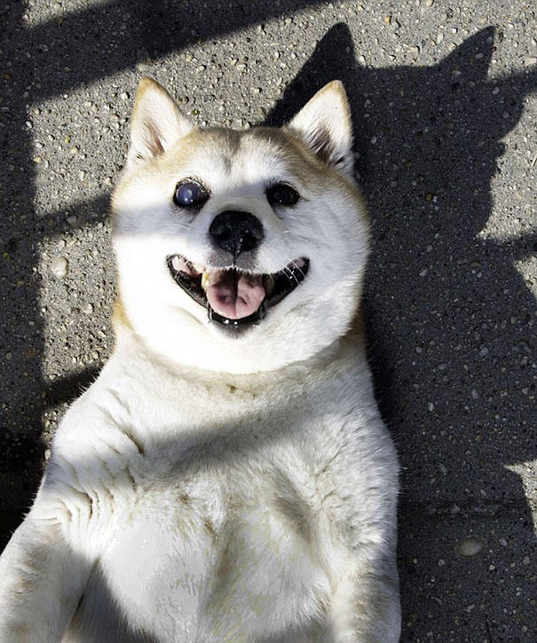 happiest-smiling-dog-shiba-inu-cinnamon-5