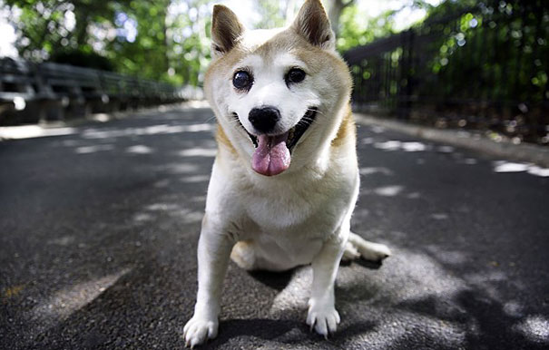 happiest-smiling-dog-shiba-inu-cinnamon-6