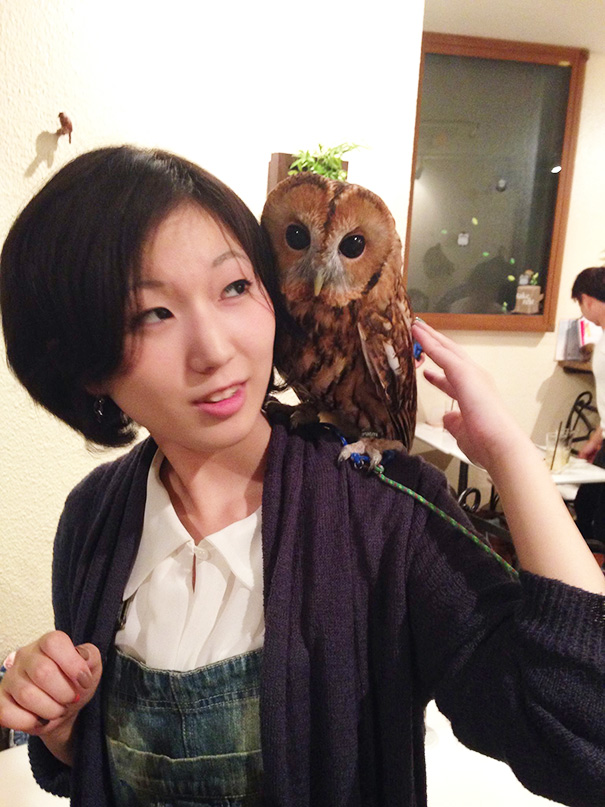owl-cafe-ikefukuroucafe-tokyo-13