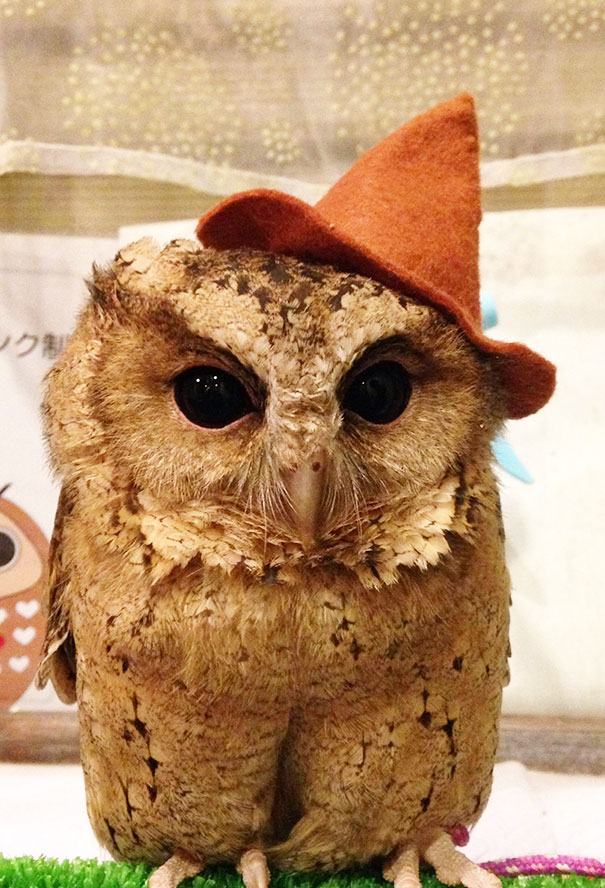 owl-cafe-ikefukuroucafe-tokyo-15