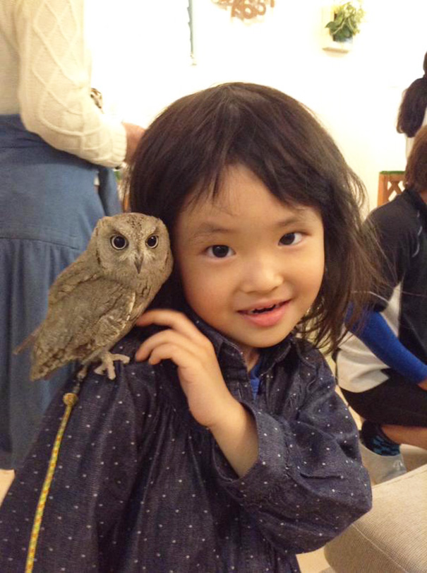 owl-cafe-ikefukuroucafe-tokyo-2