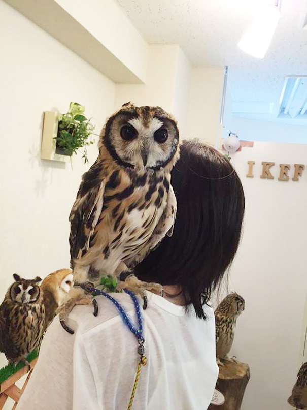 owl-cafe-ikefukuroucafe-tokyo-26