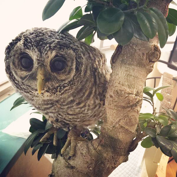 owl-cafe-ikefukuroucafe-tokyo-5