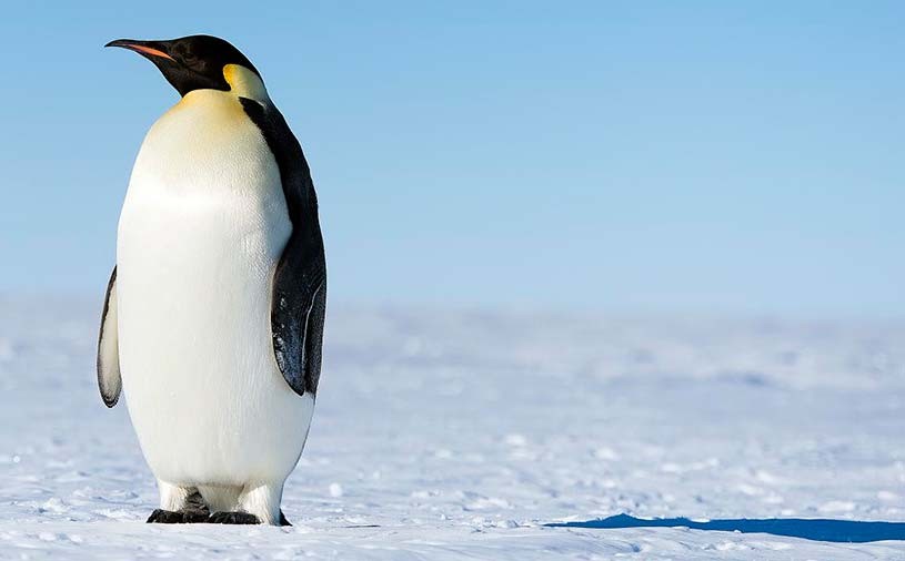 sf-penguins