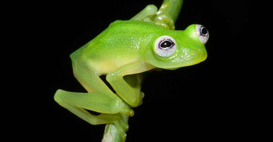 unusual-frog-photography-51__880