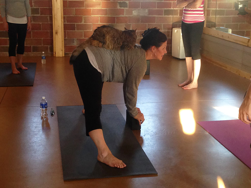 yoga-cats-shelter-adoption-homeward-bound-5