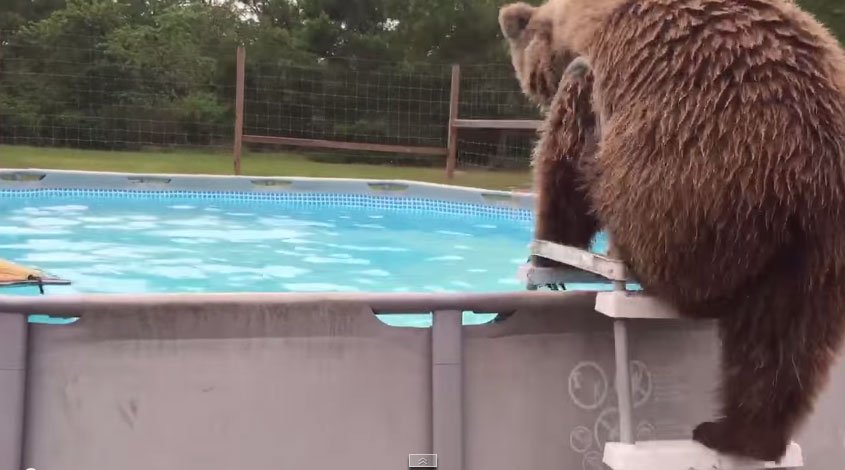 熊跳水