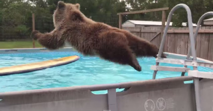 熊跳水2
