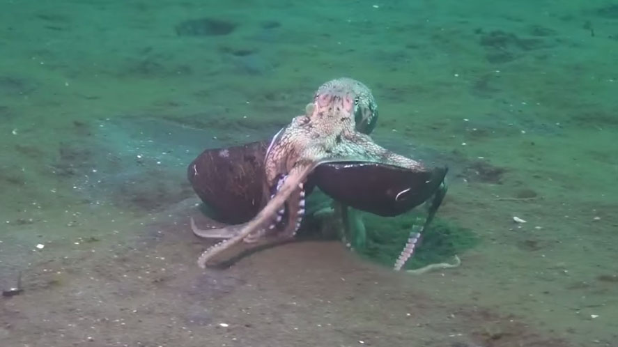 章魚聰明