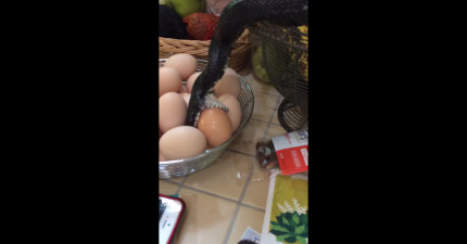 蛇吞雞蛋