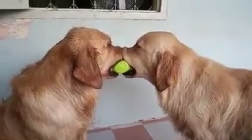 黃金獵犬搶網球