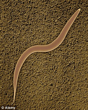 00580255000004B0-3172594-In_an_examination_of_transparent_roundworm_C_elegans_researchers-a-1_1437706008273