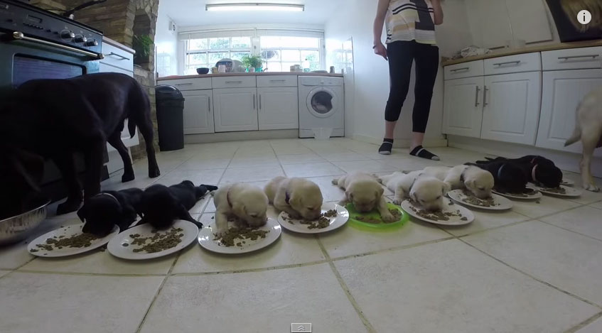 10個狗寶寶吃晚飯