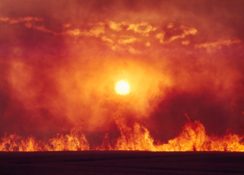 Burning wheat field (Genus triticum Aestivum), sunset