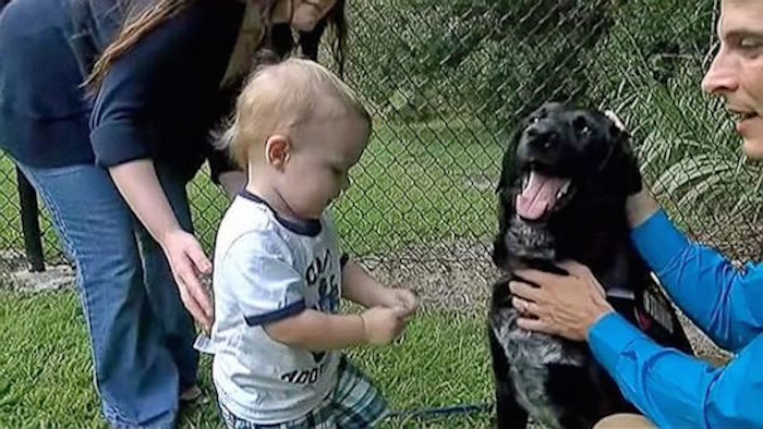 Killian-The-Hero-Dog-That-Saved-A-Baby-From-Abusive-Minder-3