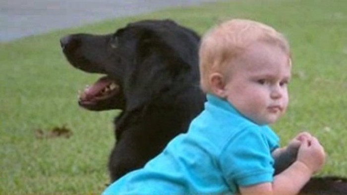 Killian-The-Hero-Dog-That-Saved-A-Baby-From-Abusive-Minder-5