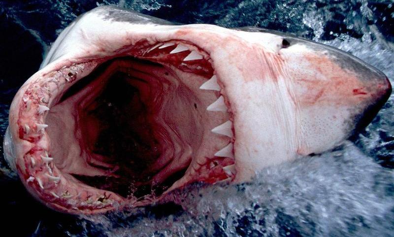 鯊魚恐怖