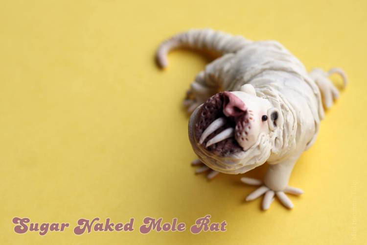 Sugar-Naked-Mole-Rate