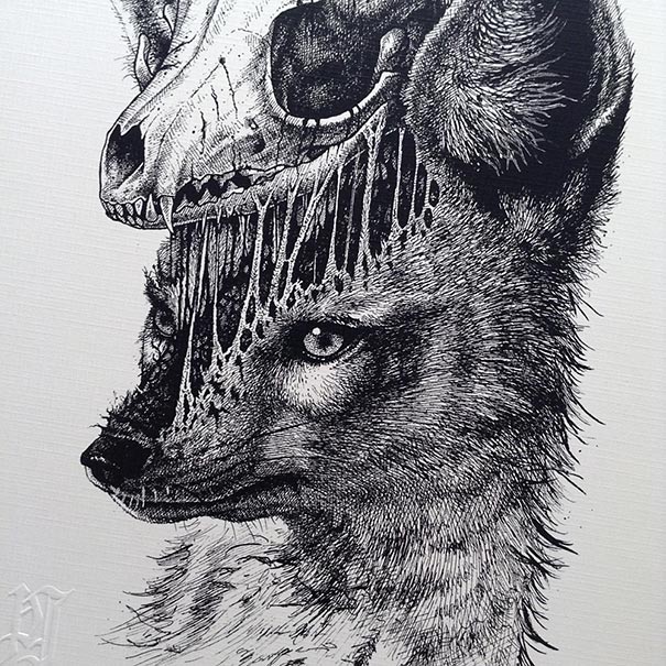 animal-skull-drawings-paul-jackson-6