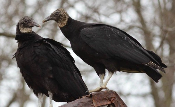 black-vultures-animals-that-mate-for-life-600x367