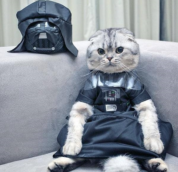 cat-cosplay-darth-vader-star-wars-cute2