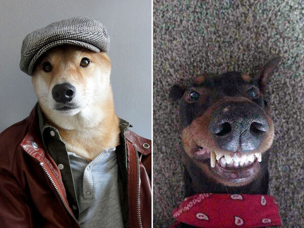 dog-selfie15