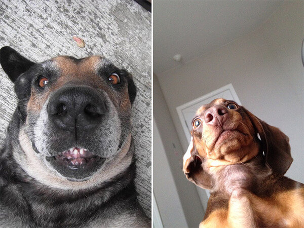 dog-selfie4