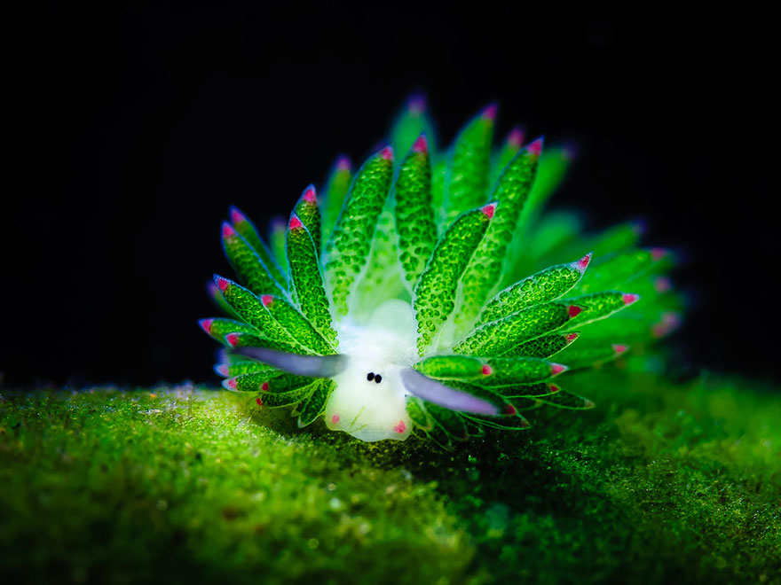 leaf-sheep-sea-slug-costasiella-kuroshimae-6