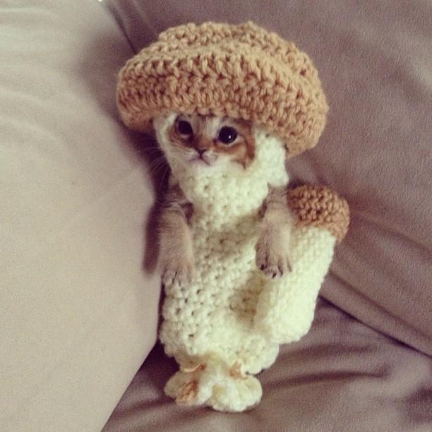 mushroom-kitty