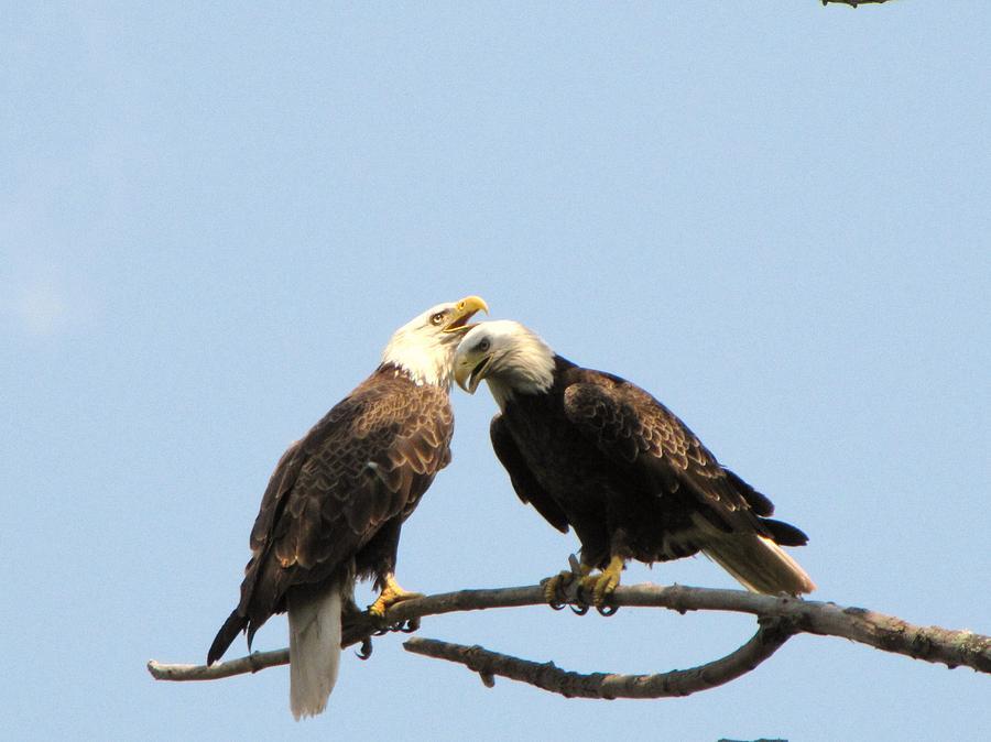 pair-of-american-bald-eagles-mitch-spillane (1)