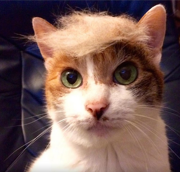 people-who-trump-their-cats-are-moronic-lightweights-15-photos-11