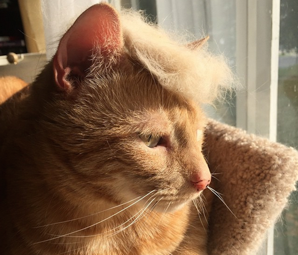 people-who-trump-their-cats-are-moronic-lightweights-15-photos-16