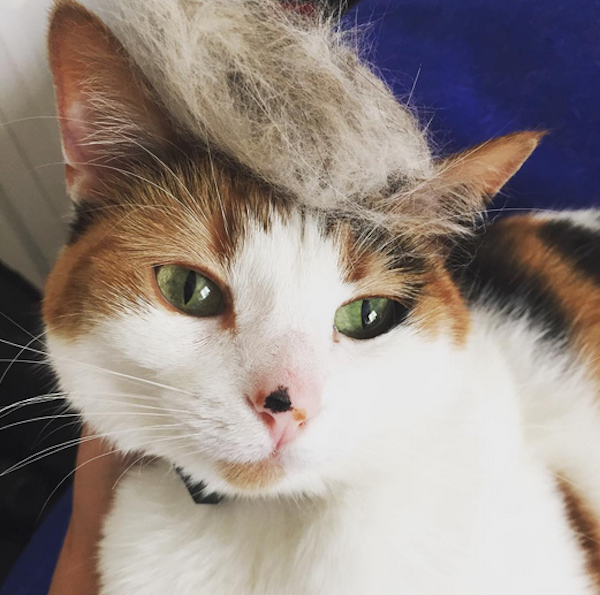 people-who-trump-their-cats-are-moronic-lightweights-15-photos-2