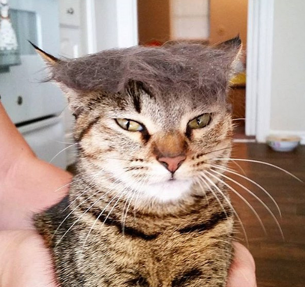 people-who-trump-their-cats-are-moronic-lightweights-15-photos-3