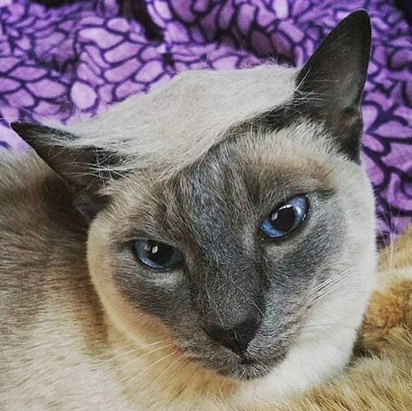 people-who-trump-their-cats-are-moronic-lightweights-15-photos-4