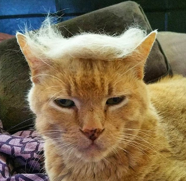 people-who-trump-their-cats-are-moronic-lightweights-15-photos-6