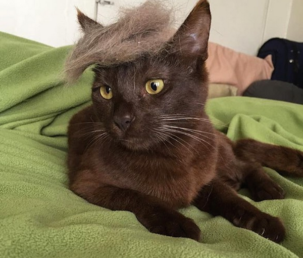 people-who-trump-their-cats-are-moronic-lightweights-15-photos-7