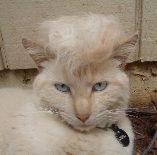 people-who-trump-their-cats-are-moronic-lightweights-15-photos-9