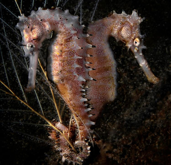 seahorses-courting-hippocampus-histrix-for-si-mag