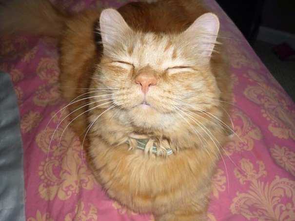 smiling-cat-1__605