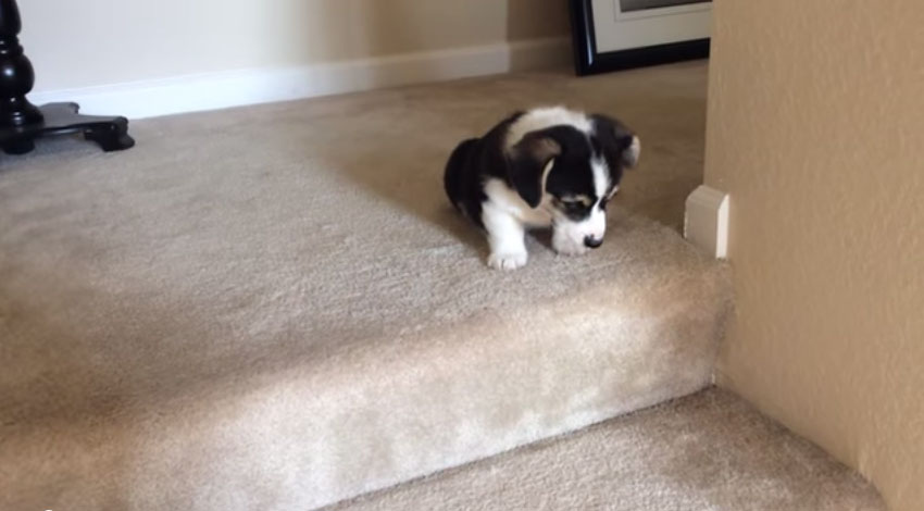 小狗狗下樓梯