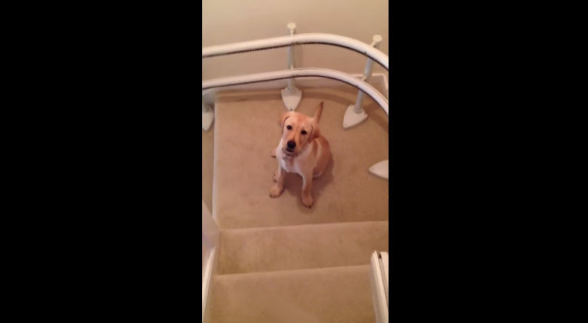 狗狗滑下樓梯